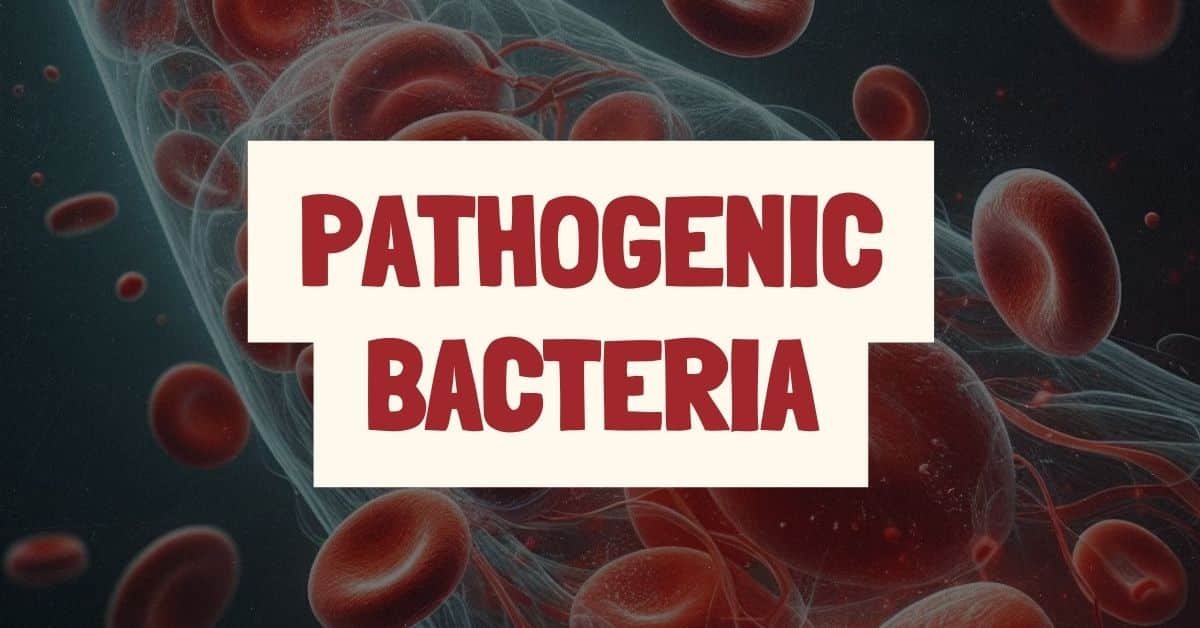 Which of the Following Represents the Majority of Pathogenic Bacteria?